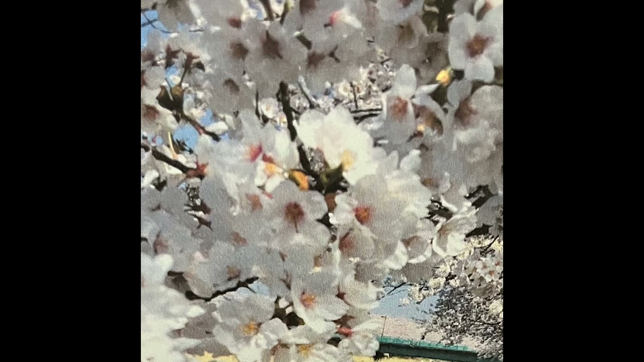 「桜舞う」
