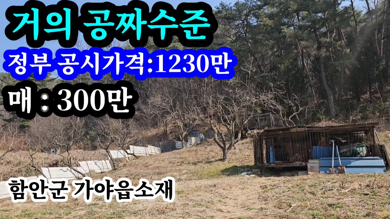 함안땅(188㎡/57평) 공짜수준으로매매  정부공시가격 1230만 매매가격 300만 나즈막한 산밑 송림배경 앞 탁트인공간  농막  설치하고 적당히 가지고 놀기 좋은땅 의령땅,창녕땅