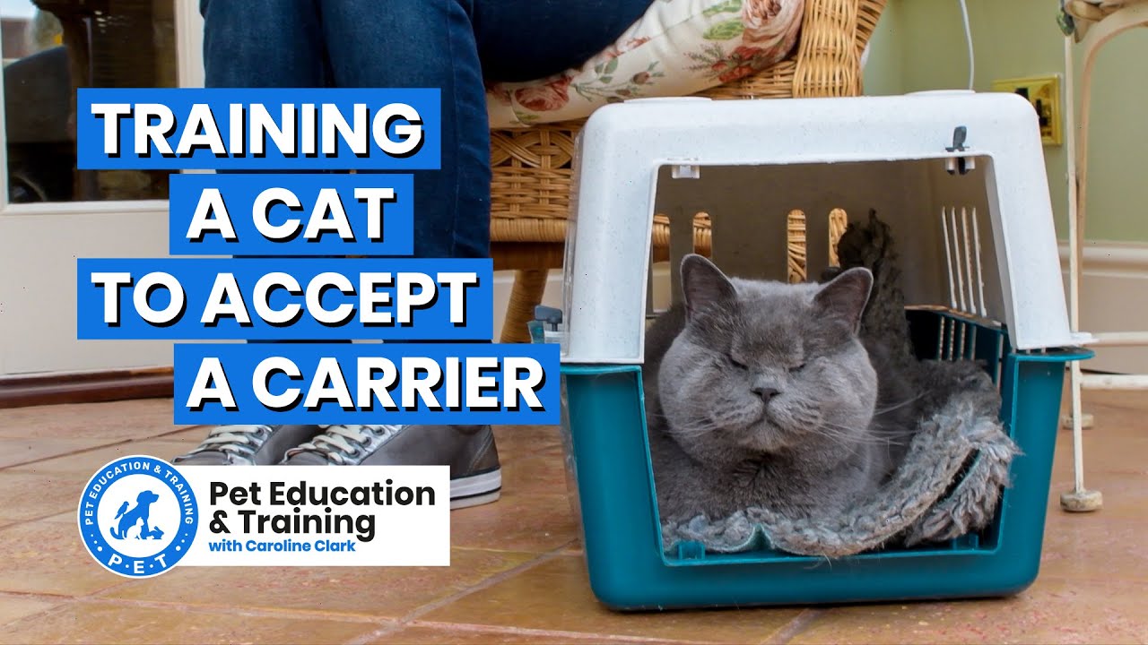 Training a cat to accept their a carrier