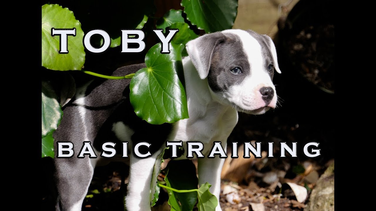 BASIC TRAINING WITH TOBY our Blue & White English Staffy