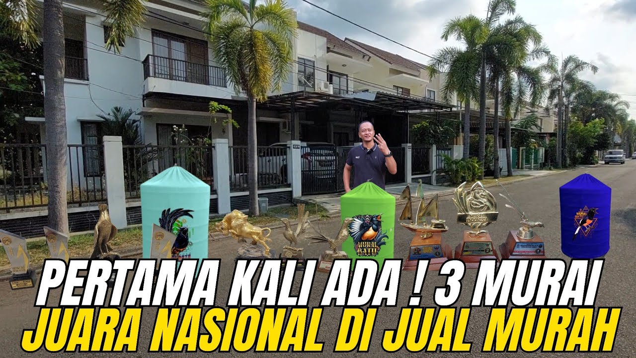 PERTAMA KALI ADA‼️ 3 MURAI JUARA KELAS NASIONAL DIJUAL MURAH DI BEKASI🔥