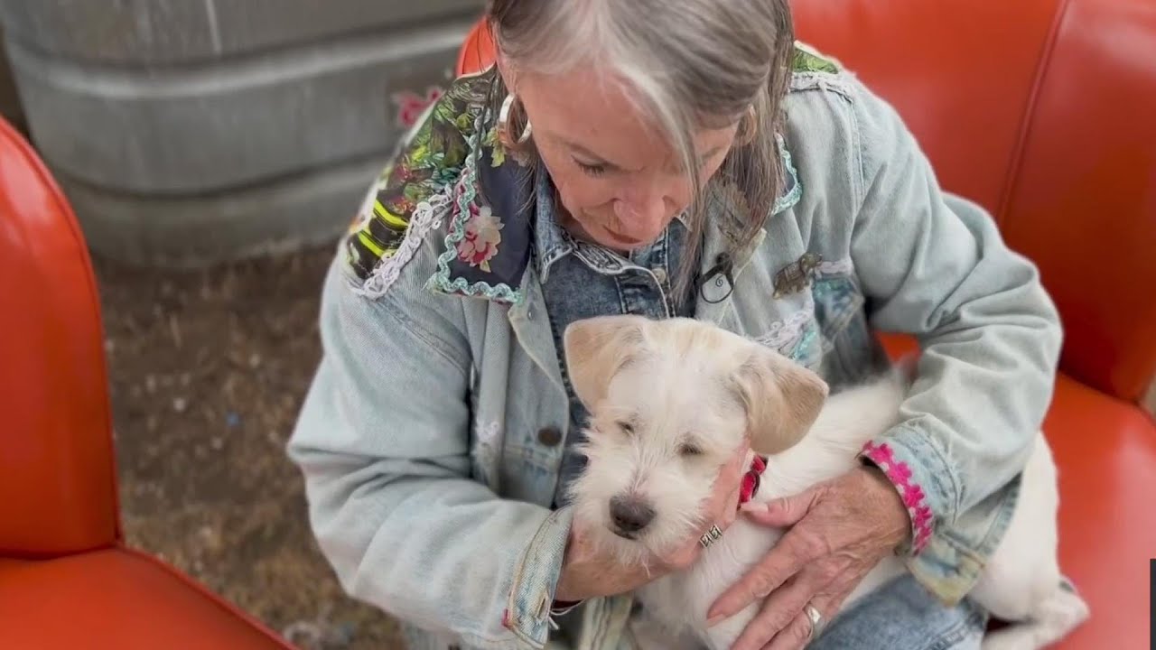 Animal therapy uses the power of touch to calm anxious shelter dogs