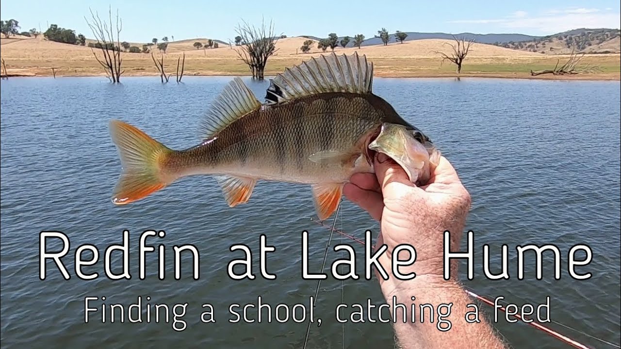 Redfin at Lake Hume - Finding a school, catching a feed