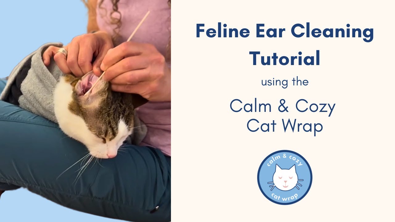 Vet Demonstrates How to Clean a Cat&rsquo;s Ears with the Calm & Cozy Cat Wrap