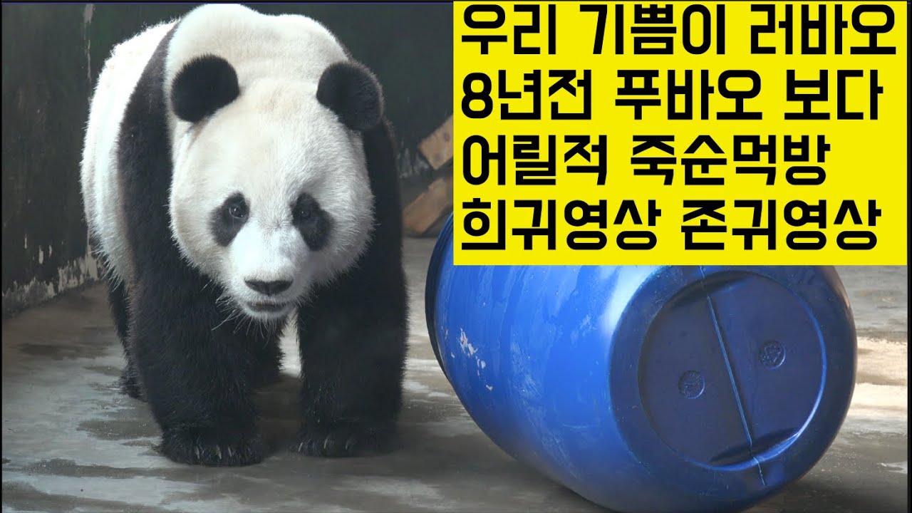 [한국농수산TV-4k] 푸바오 아부지 러바오의 기막힌 8년전 겨울 죽순 먹방 희귀영상#푸바오#러바오#아이바오