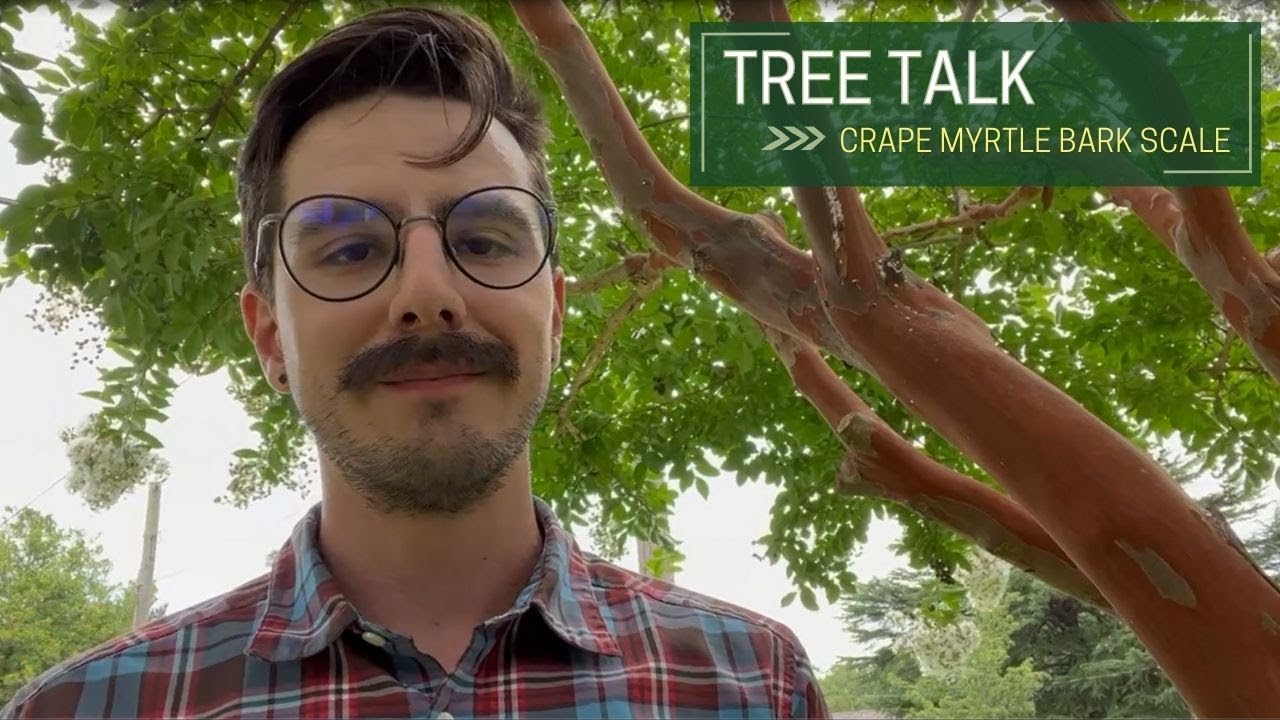 Tree Talk: Crape Myrtle Bark Scale