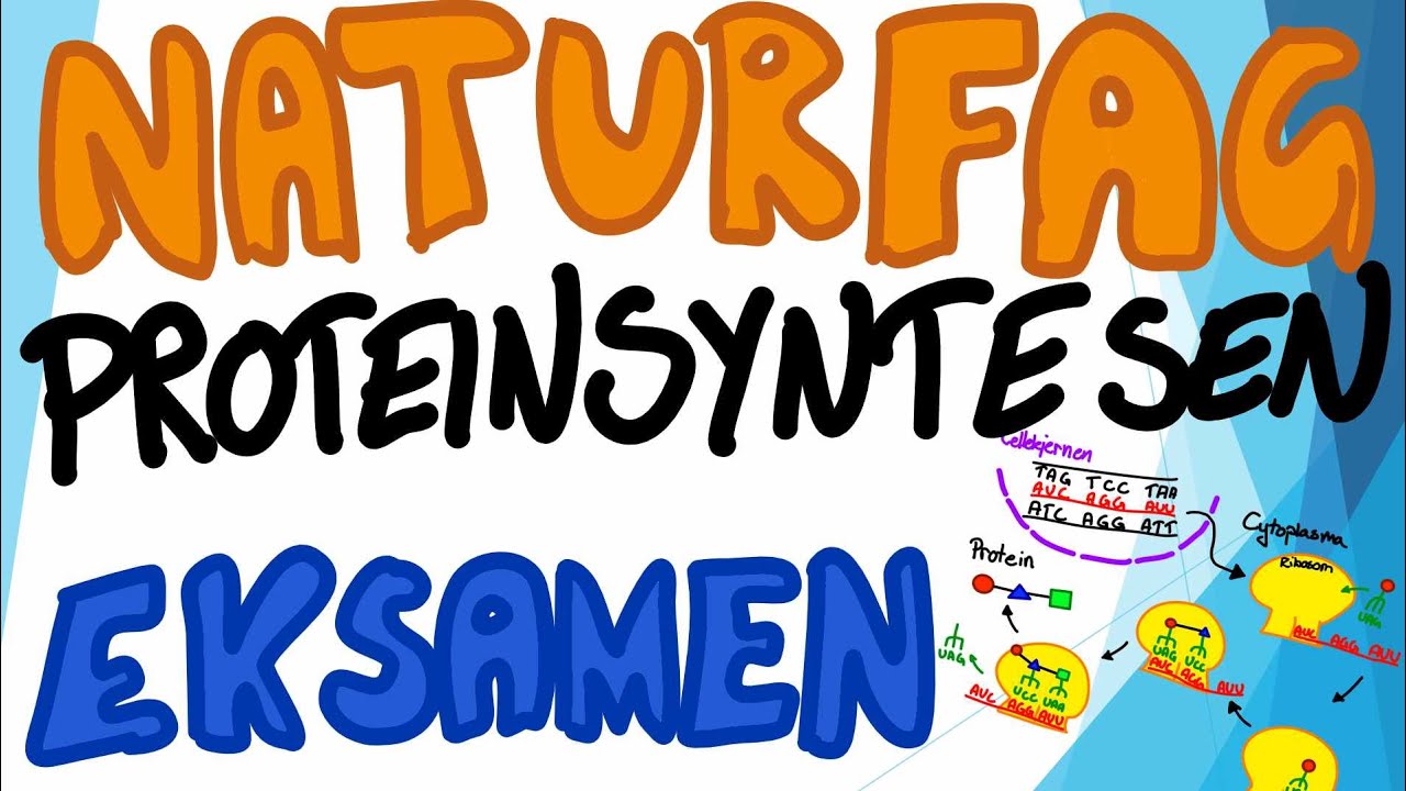 Naturfag muntlig eksamen - Proteinsyntesen