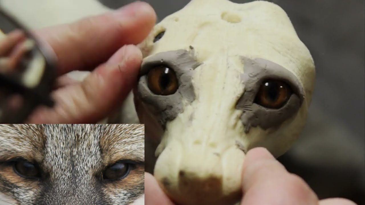 HOW-TO:  Fox Eye Setting Taxidermy