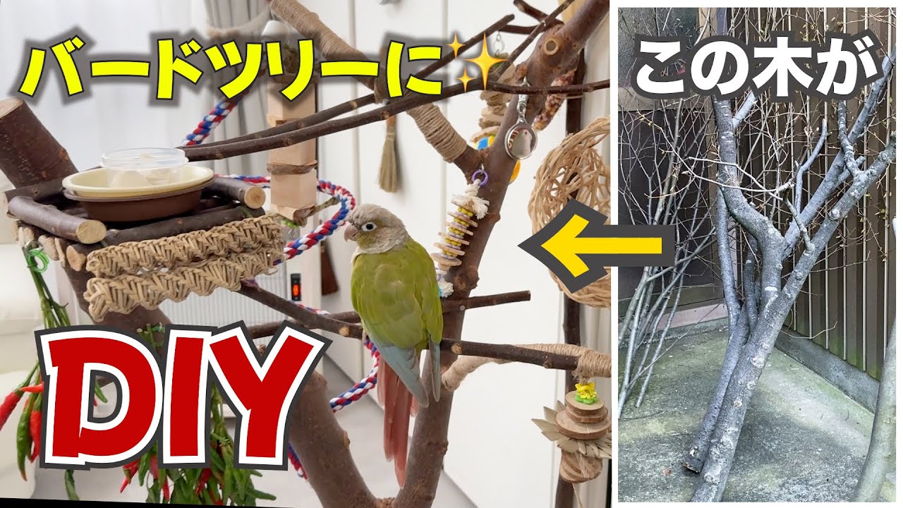 バードツリーと壁の遊び場を新しく作り変えたら鳥たちの目が輝いた｜今年のDIY【バードアスレチック・バードジム】