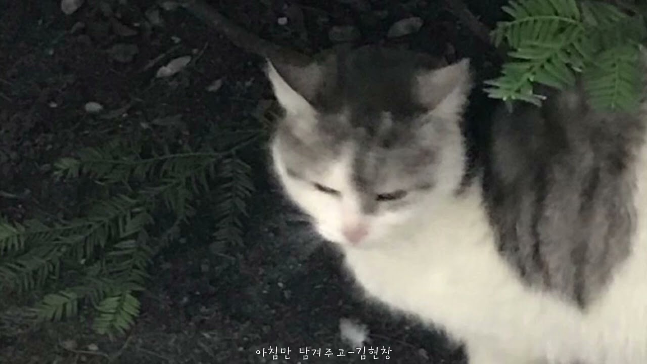[𝙥𝙡𝙖𝙮𝙡𝙞𝙨𝙩] 짝사랑 포기할때 듣는 노래