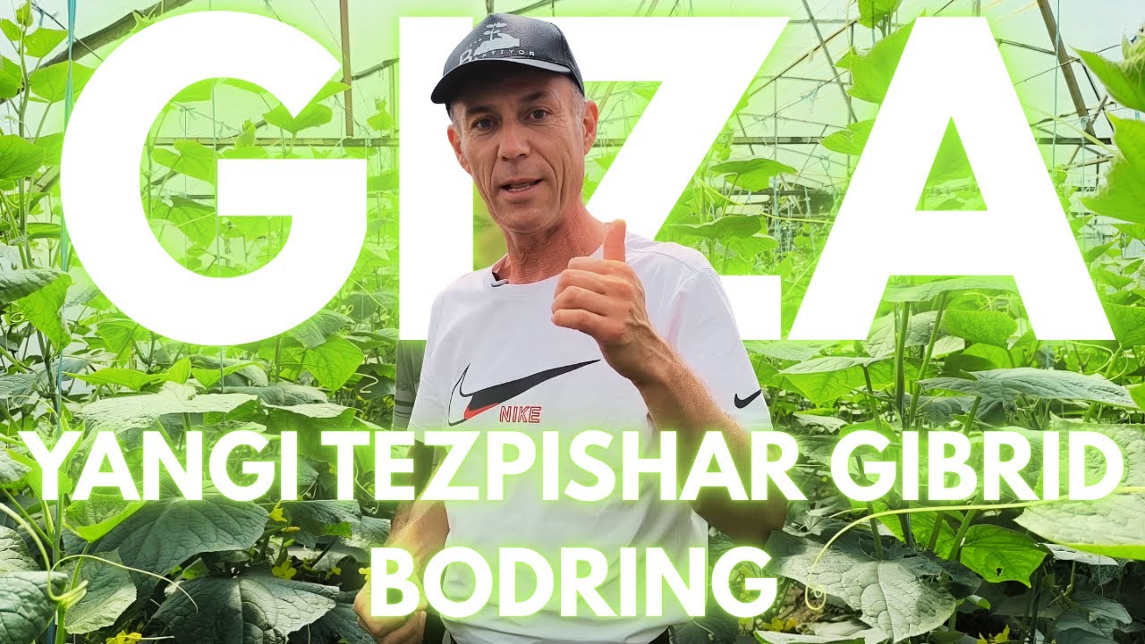 Янги Гиза Нави | Yangi Giza Navi