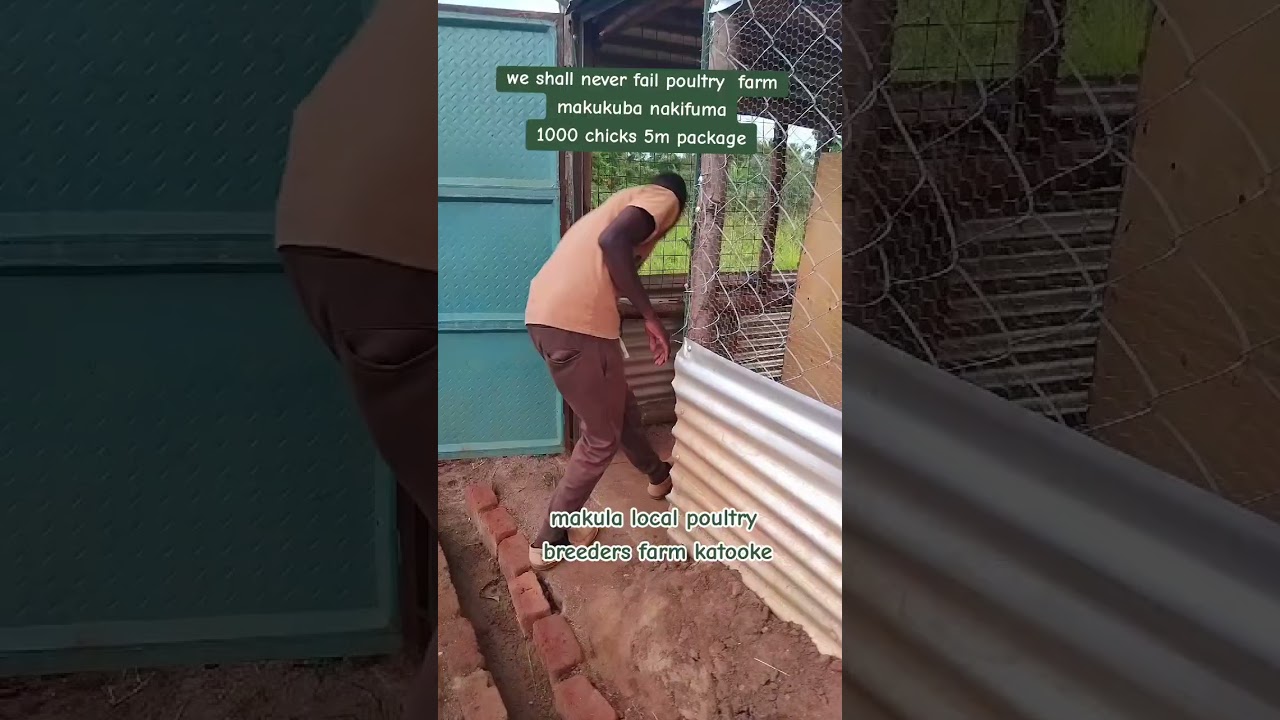 OBADDE OKIMANYI  NTI BANNO BEGATTA BASATU NEBASALAWO OKULUNDA ENKONKO  1000.