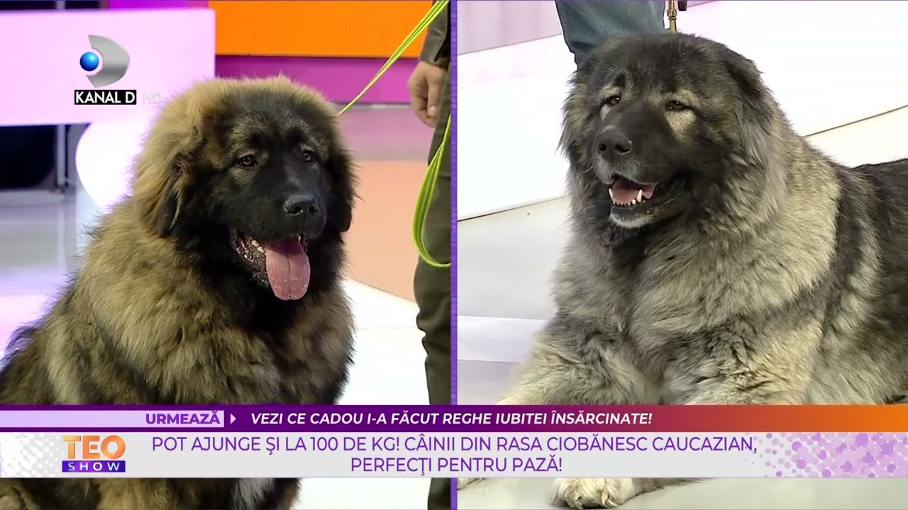 Teo Show(18.02) -Cainii din rasa ciobanesc caucazian, perfecti pentru paza! Pot ajunge la 100 de kg!