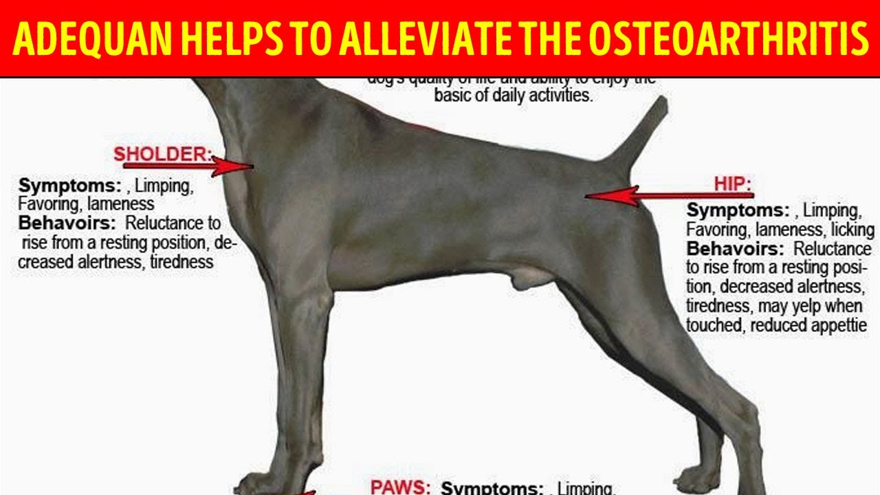 ✅Adequan - The Most Effective Drug for Arthritic || adequan helps to alleviate the osteoarthritis