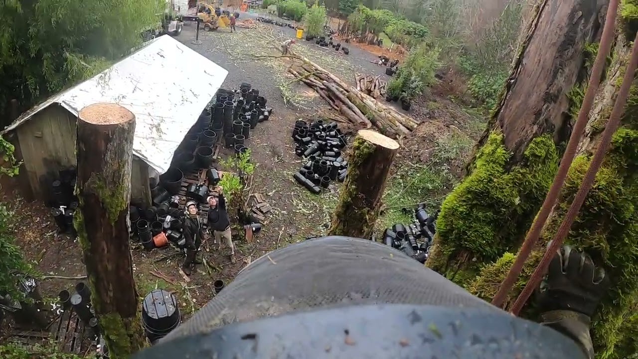 Dead Elm trees/smooth crane pic. #hazardtrees #climbhigh #pnw #arborist 