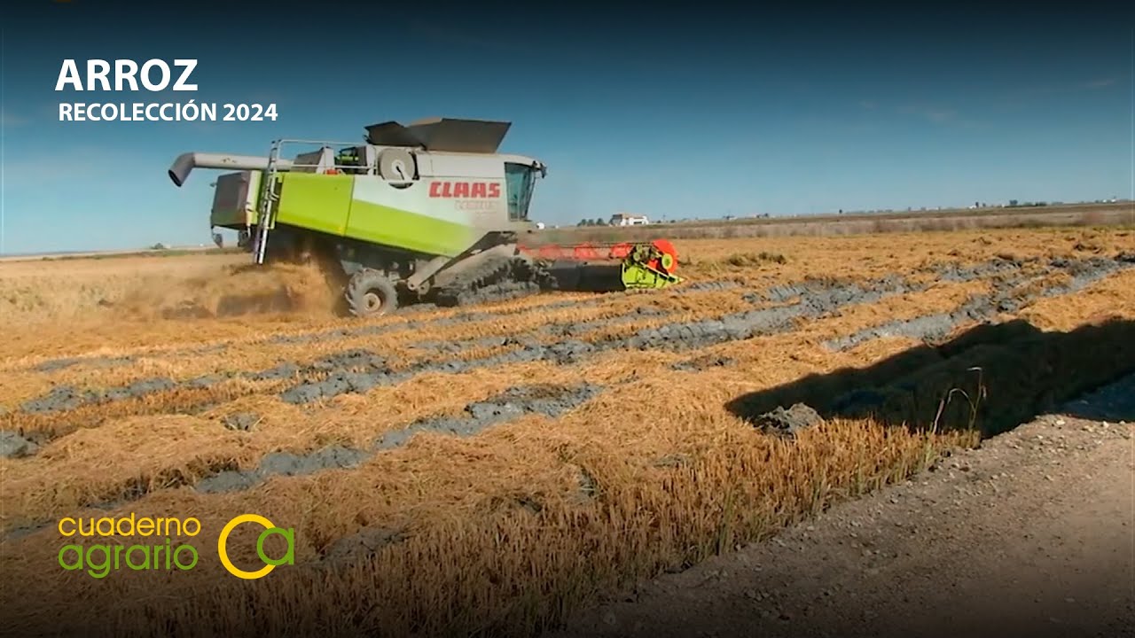 Comienza la recolección del arroz en las marismas del Guadalquivir