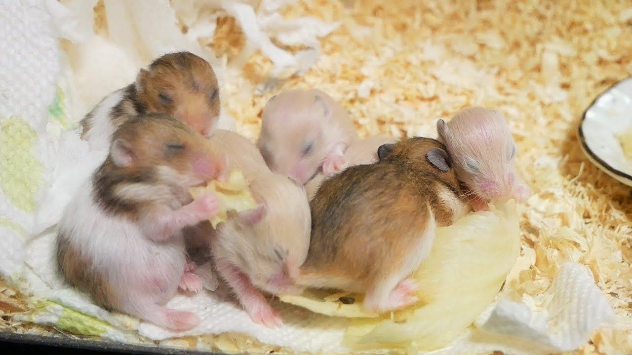 初の子ハム７匹コラボ、しかし一番小さい子は、、、