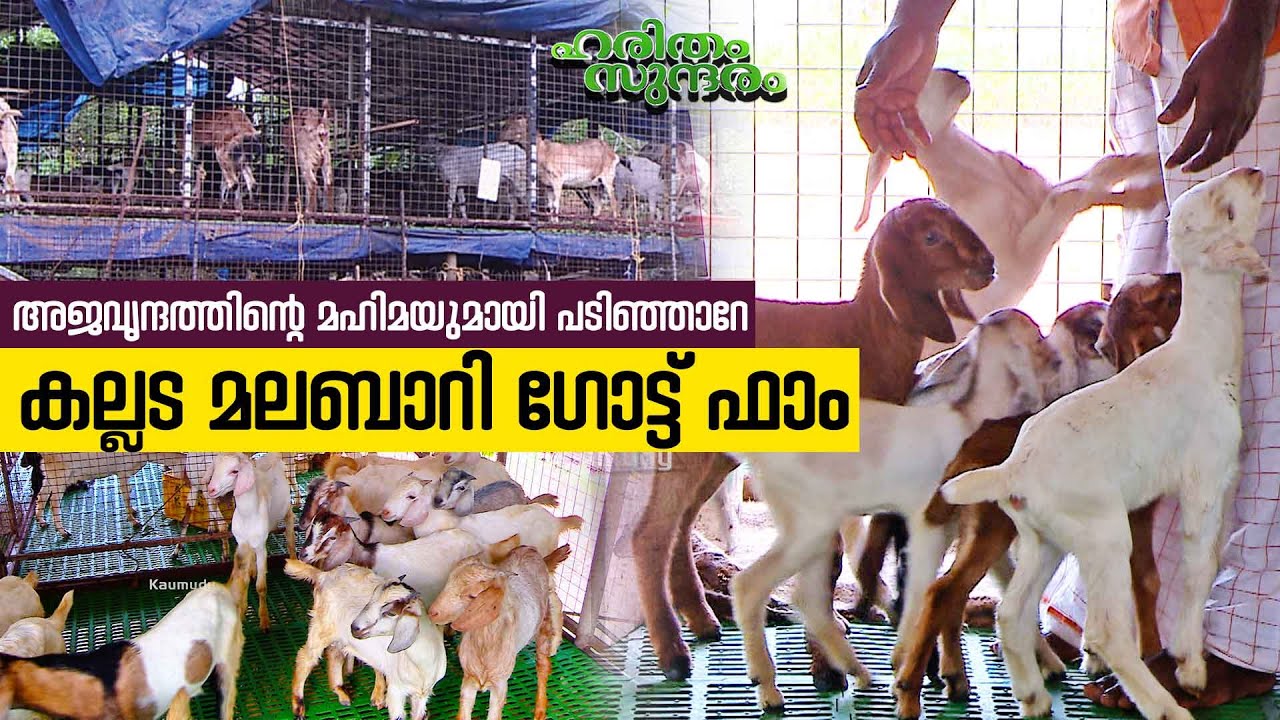 Features of Kollam Malabari Goat farm | Haritham Sundaram EP 419