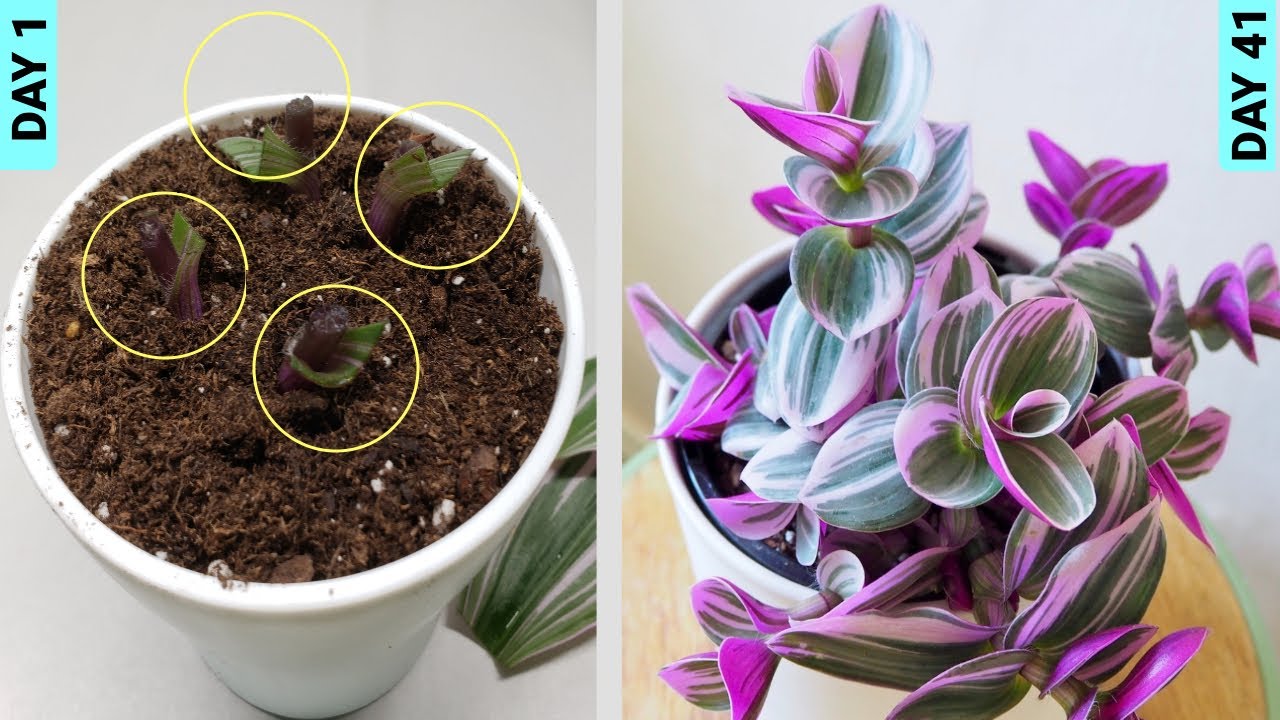 Growing Tradescantia From Stem Cuttings