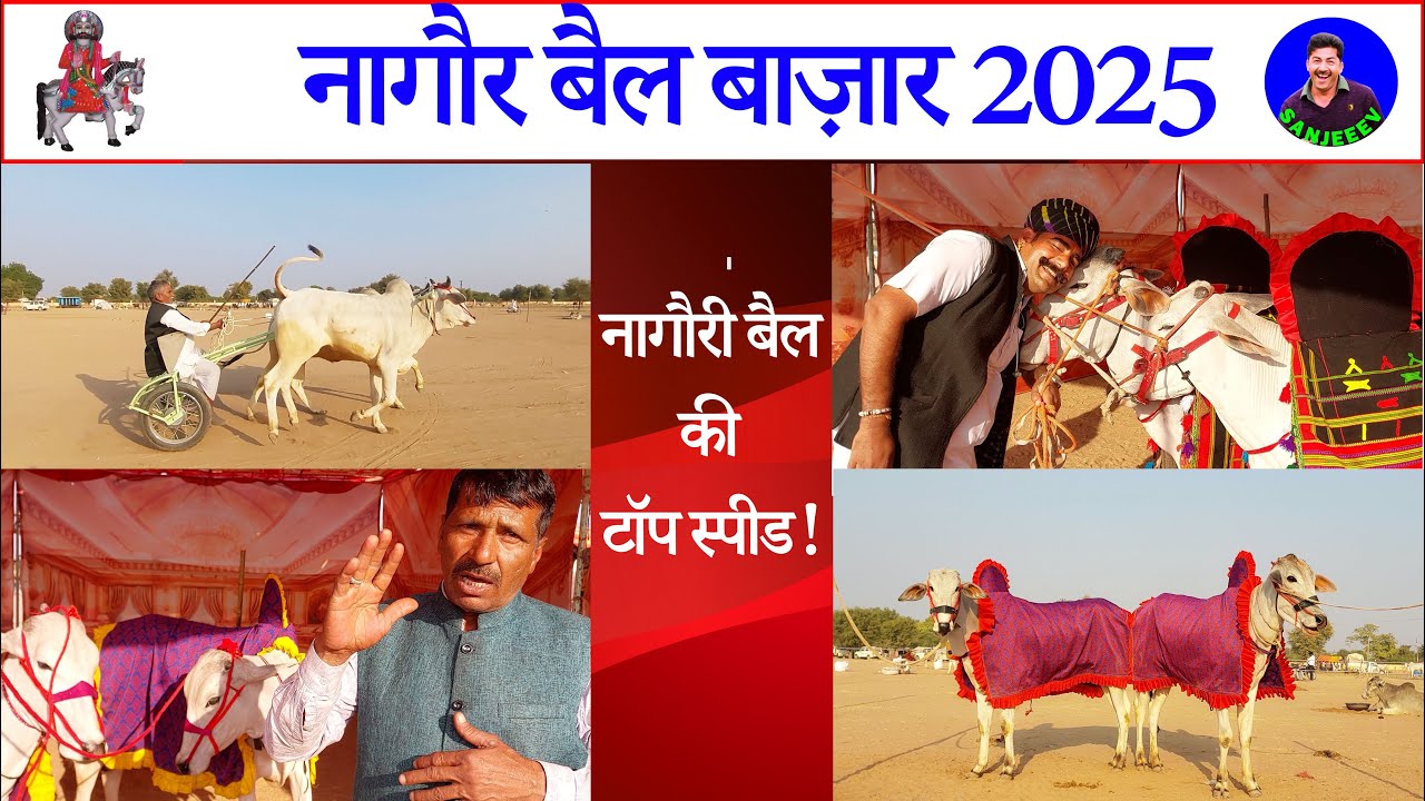 नागौरी बैलों की रफ़्तार का तूफान! देसी गाड़ी पर जबरदस्त दौड़ | Nagaur Pashu Mela Market 2025 Video