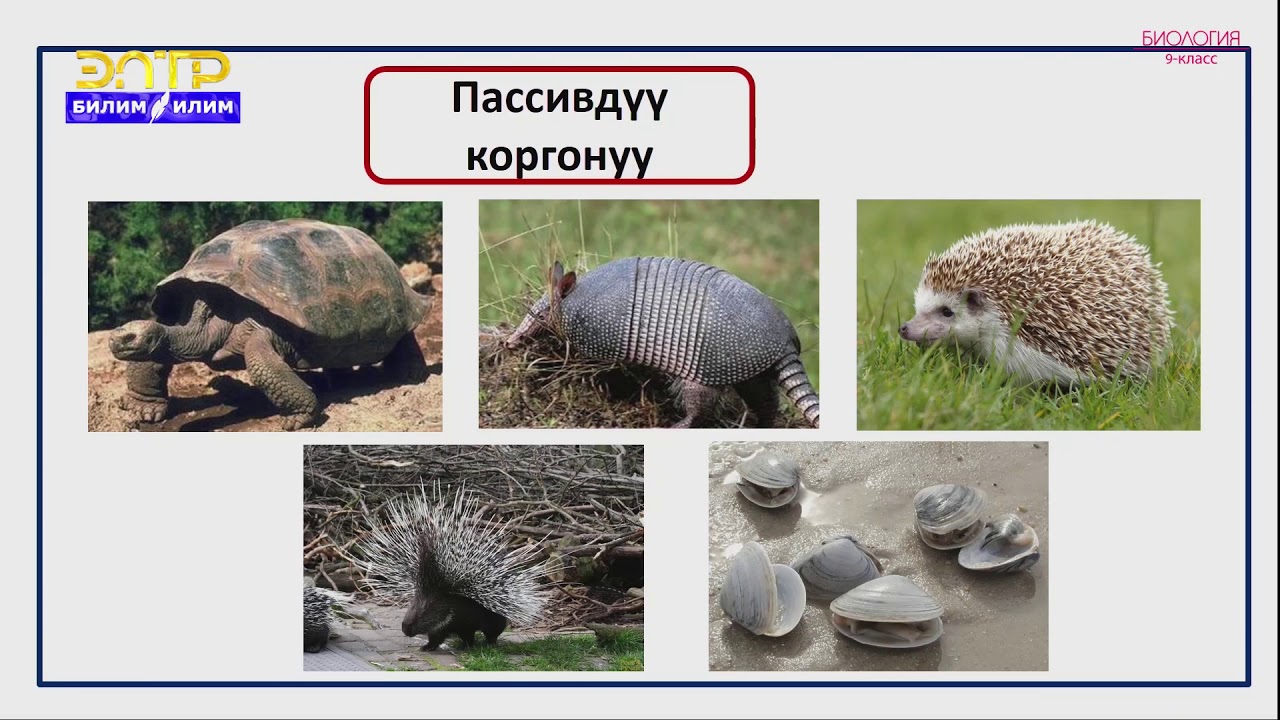 9-класс | Биология | Организмдердин ыңгайланышуусу-табигый тандоонун натыйжасы