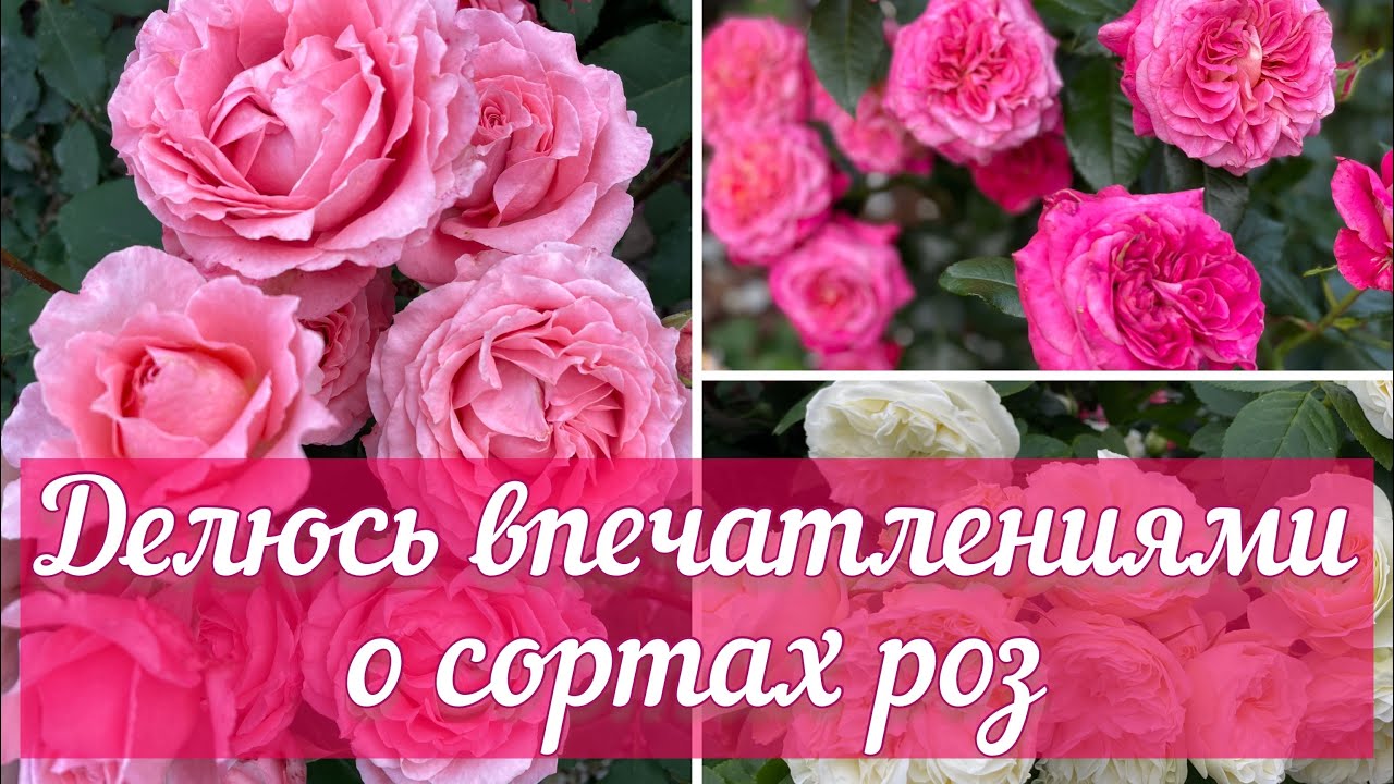 Мои впечатления о сортах роз в первое цветение. Нарушение баланса Калий-Кальций- Бор, последствия..