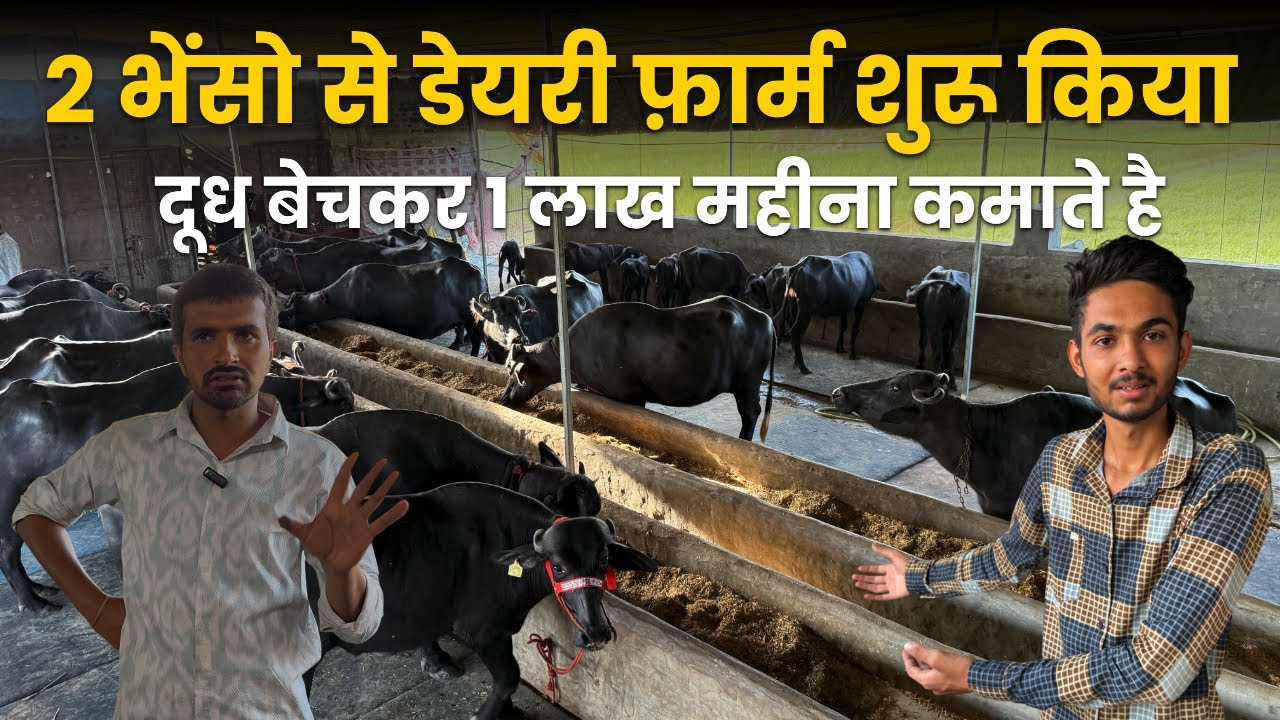 2 भैसो से DairyFarm Start Kese करे⁉️Lakho Kamao भैस DairyFarm Business Plan,Low Budget भैस DairyFarm