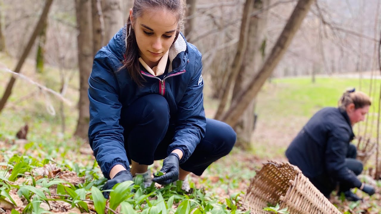 Raccolta Aglio Orsino spontaneo - Foraging nei boschi Ferdy Wild