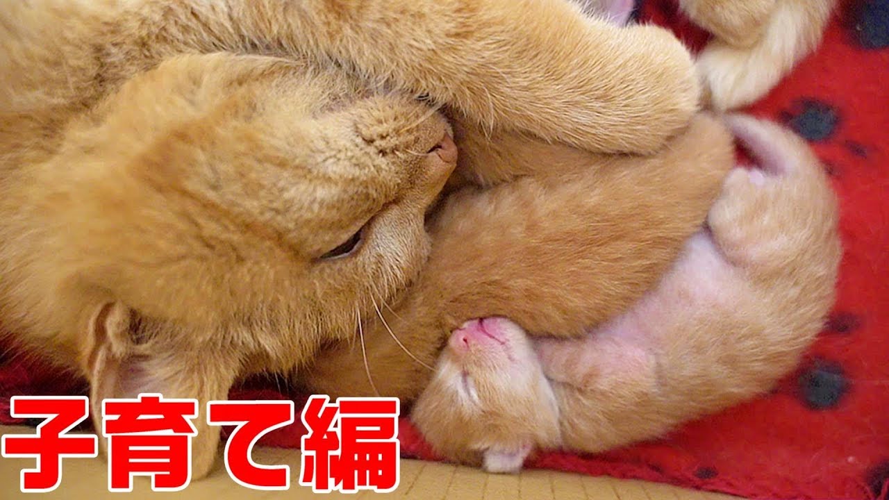 赤ちゃんを身ごもった野良猫親子の保護記録②　出産から子育て