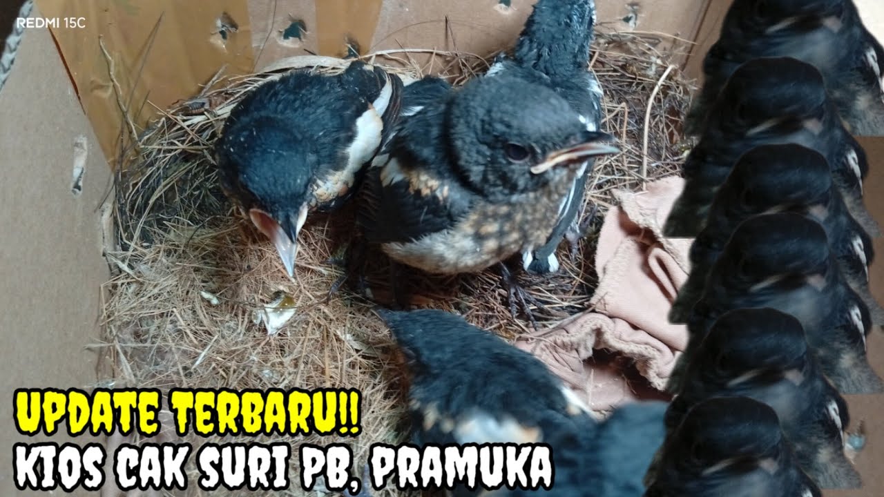Update Terbaru!! Kios cak suri PB, pramuka 