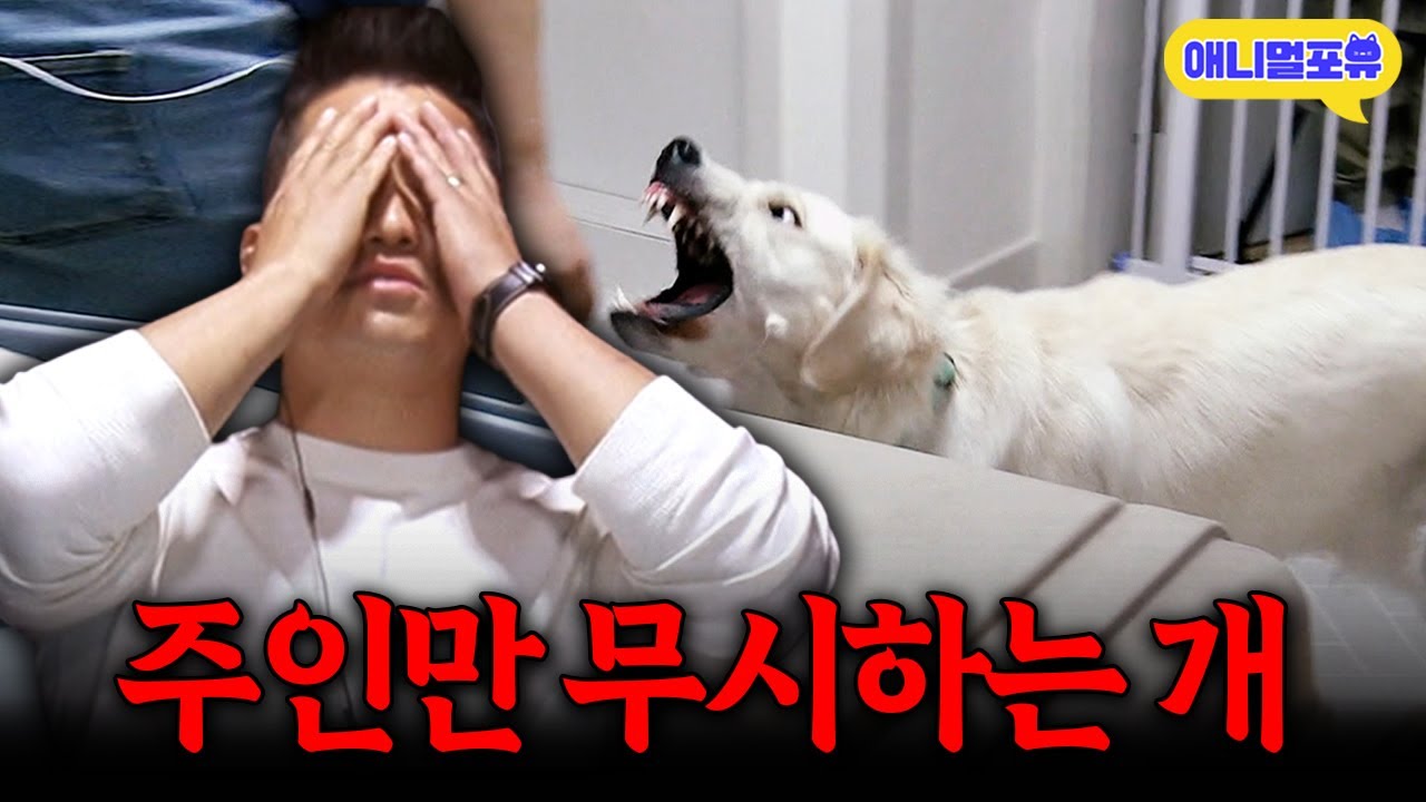 [개훌륭 레전드] 지능적으로 주인 무시하는 강아지 때문에.. 상황실 뛰쳐나간 강형욱?| KBS 개는 훌륭하다 201109 방송