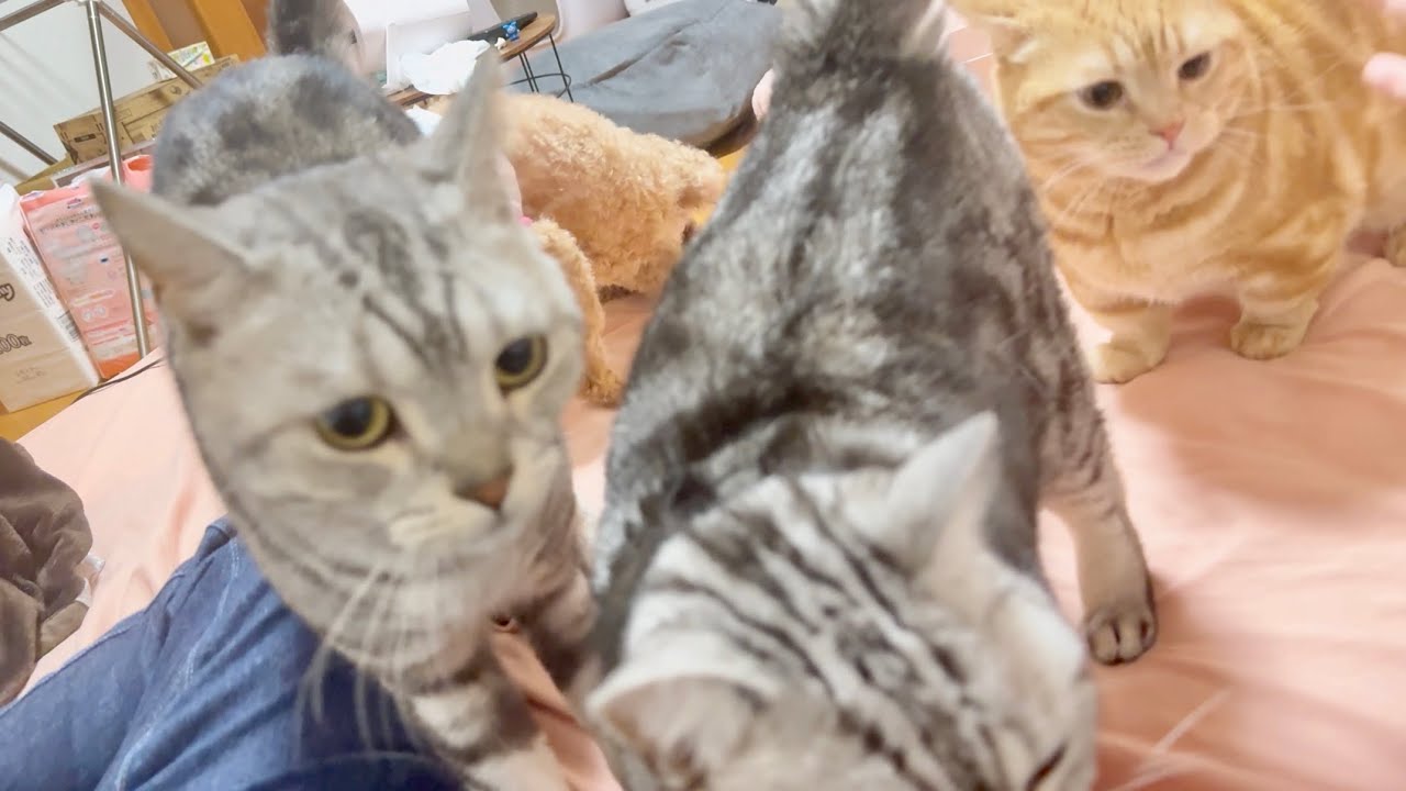 パパが休憩しようとするとこうなります。