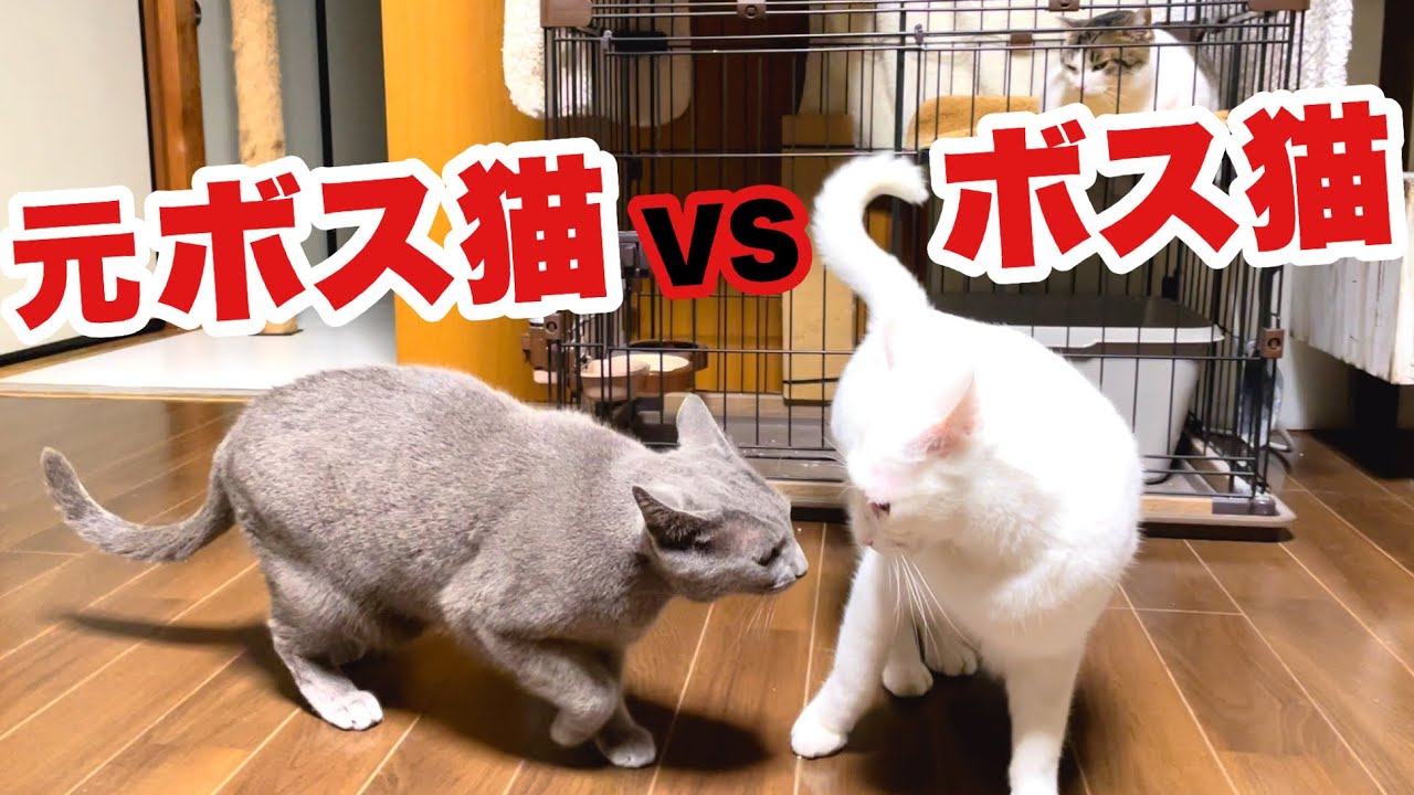 ケージに引きこもる猫を 虐める猫､守るボス猫