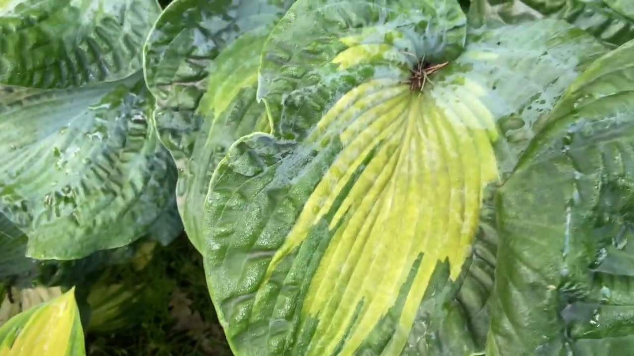 Сад хост в Бийске. Hosta garden tour16.07.22 #хосты#хоста#сад#садоводство