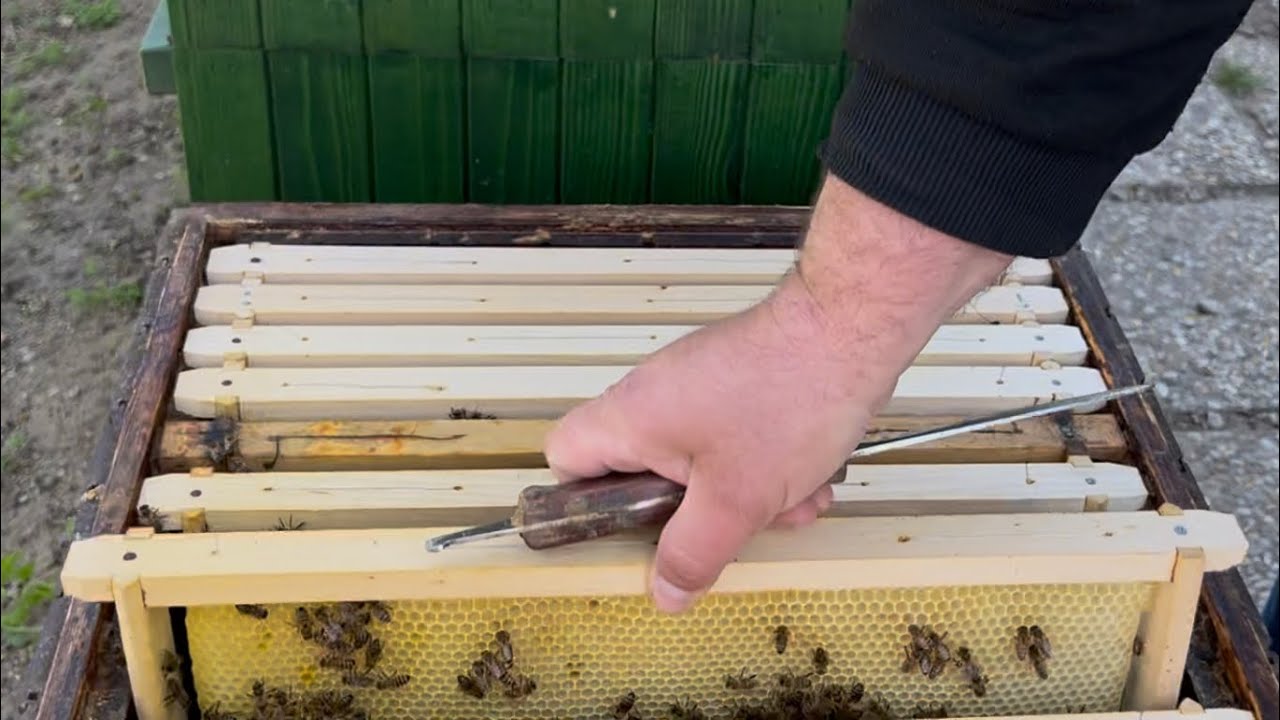 610. Včelstvo s podsaden&yacute;mi medzistienkami - ako ďalej postupovať 