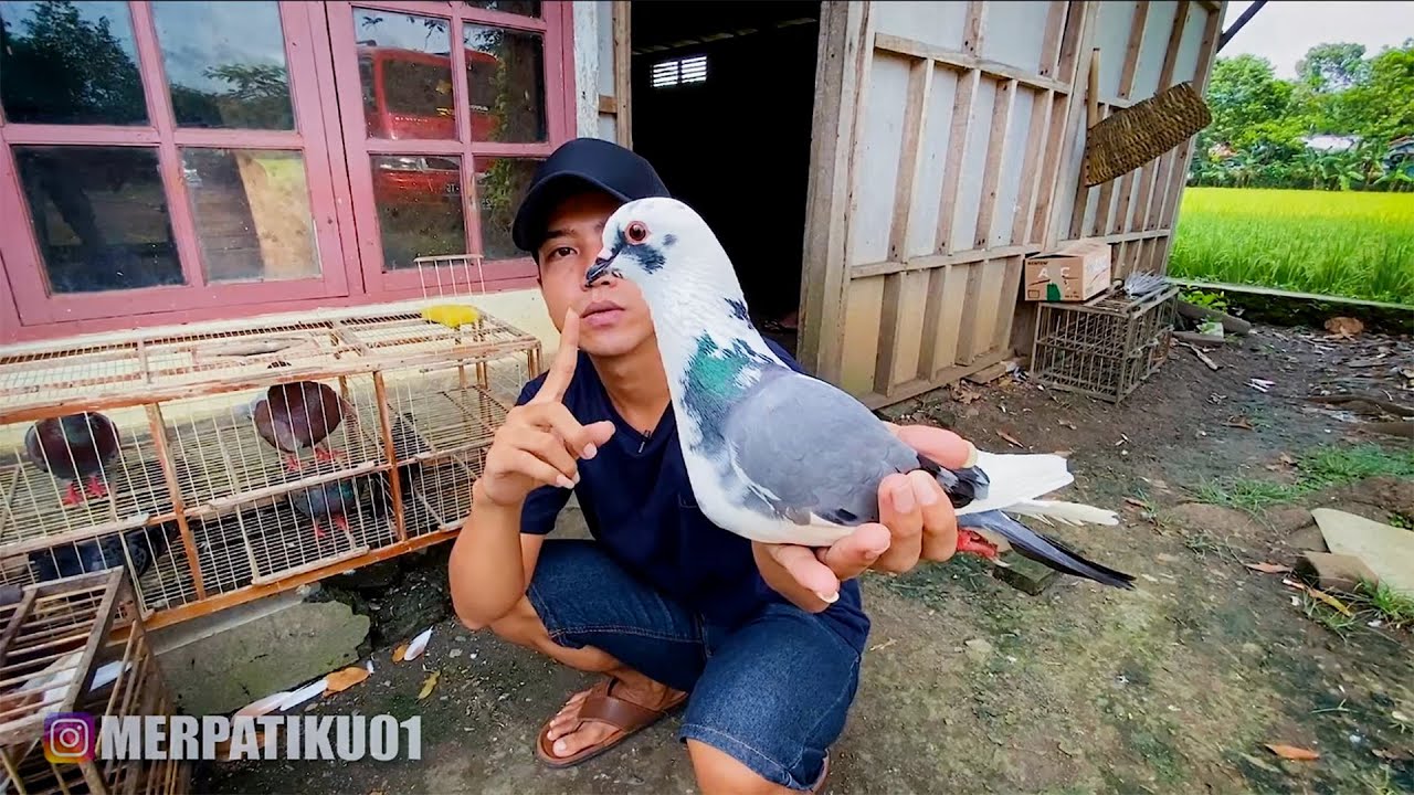 WARNYA BAGUS BANGET!! KOLKESI MERPATI BAPAK INI
