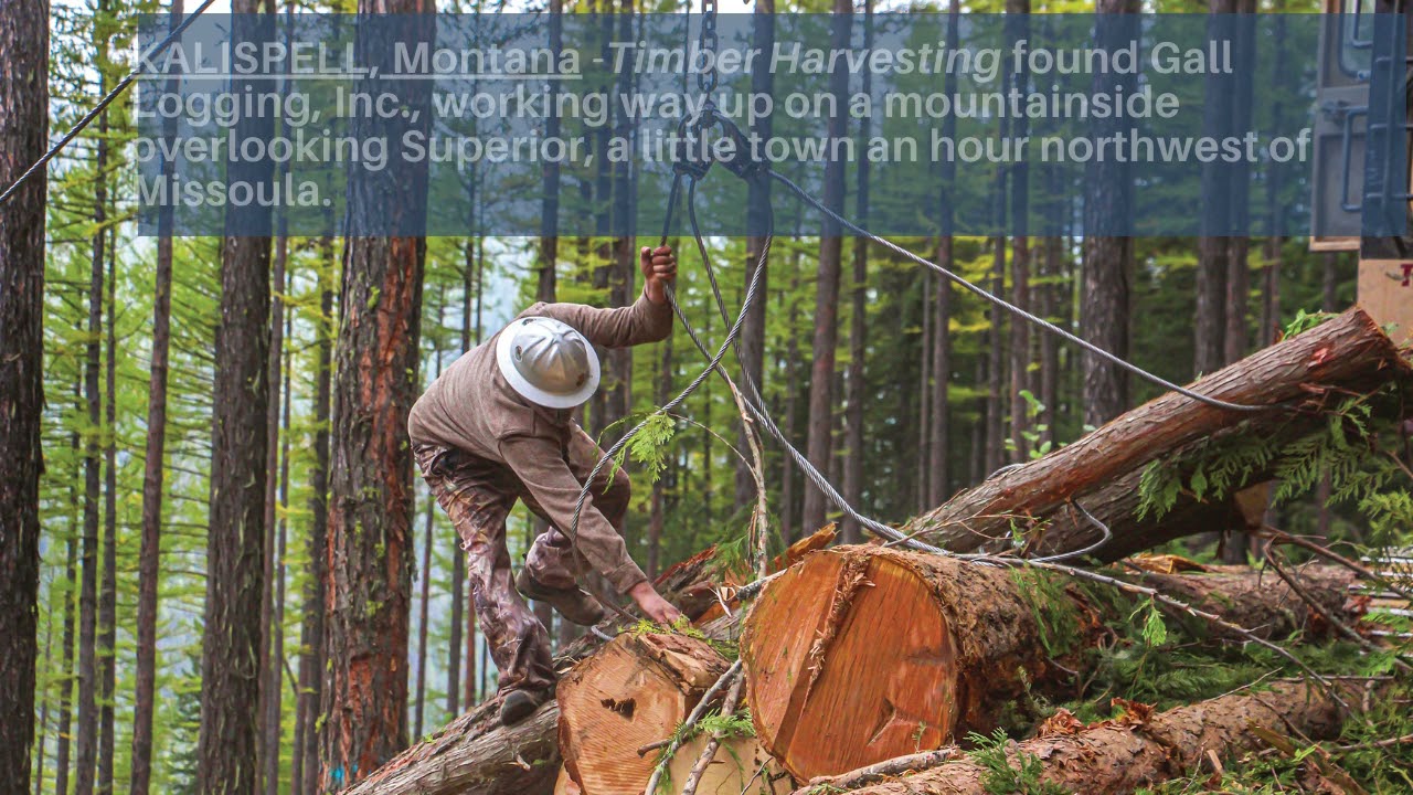 Montana Steep Slope Logging - Timber Harvesting Nov/Dec 2021