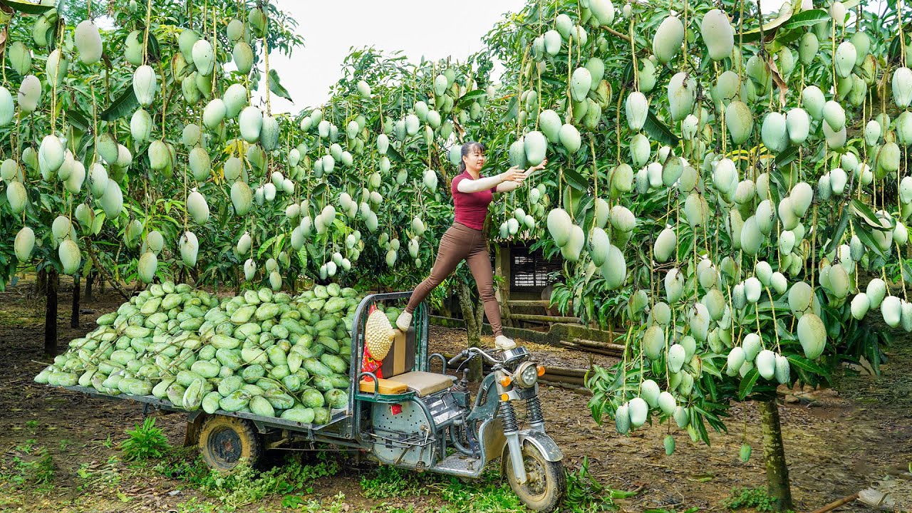Use 3-Wheeled Truck To Harvest A Lot Of Mango Goes To Countryside Market Sell | Free Bushcraft
