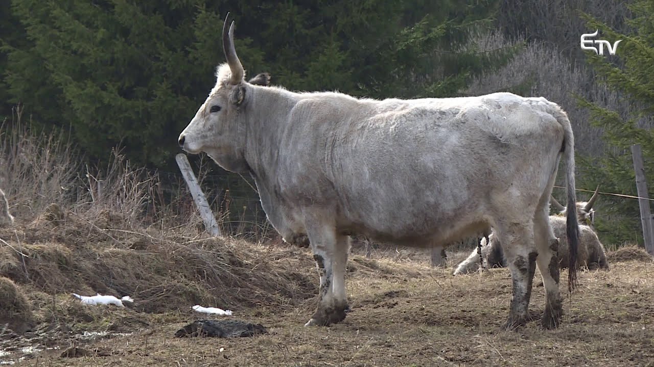 Tájkép: szürkemarha tartás, kenyérsütés és székely sör – 2019. április 8.