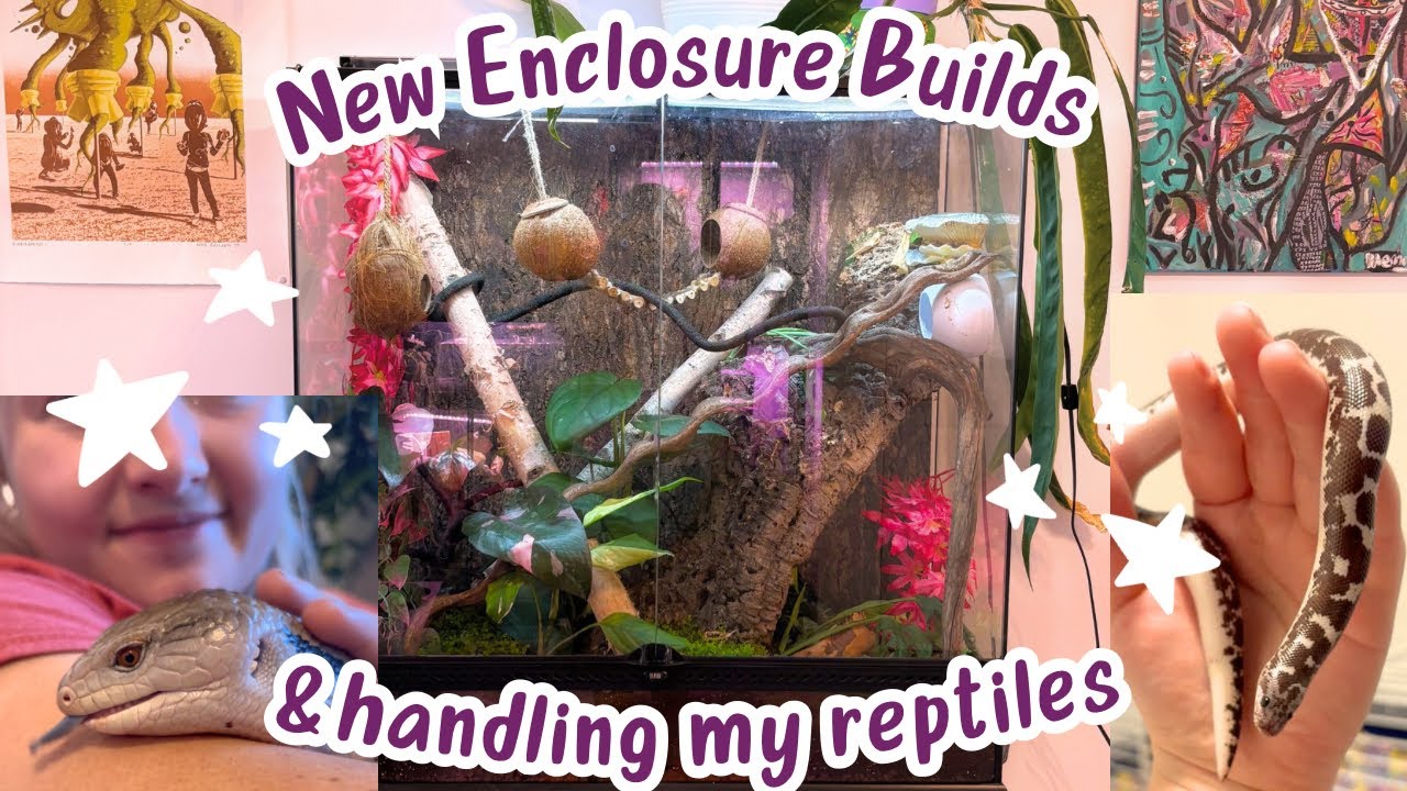 Exciting Bioactive Enclosure Upgrades for my Geckos 
