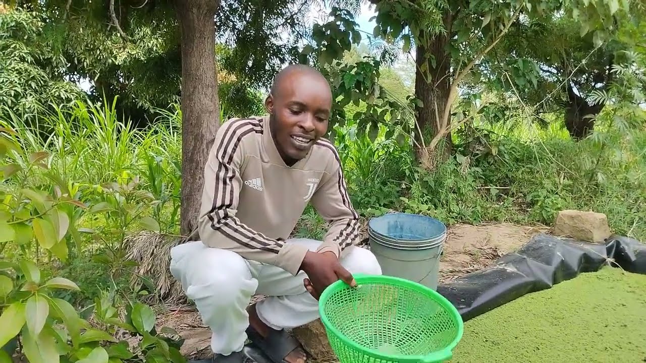 HOW TO MAKE AZOLLA COMPOST Part 1 #agriculture #farming