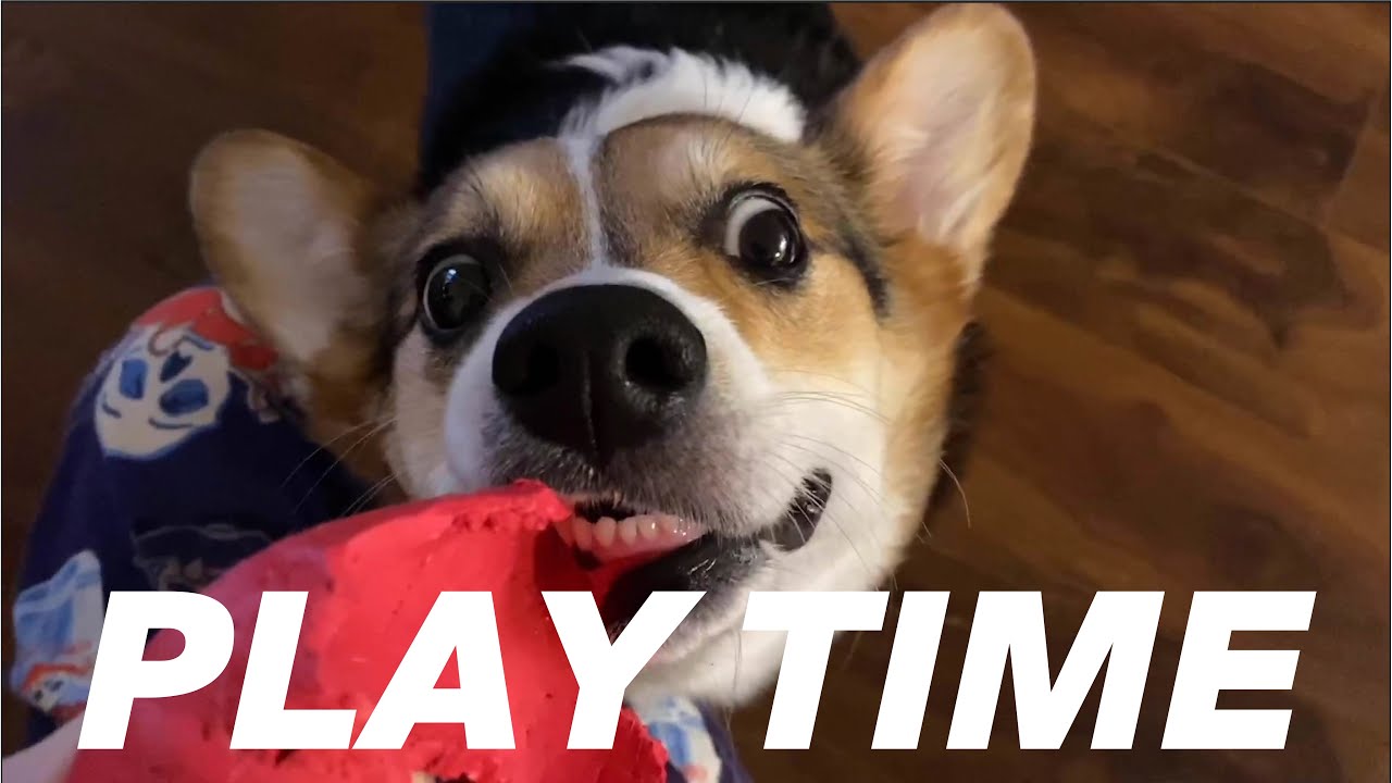 ez the Corgi | Owning a sassy corgi is like...