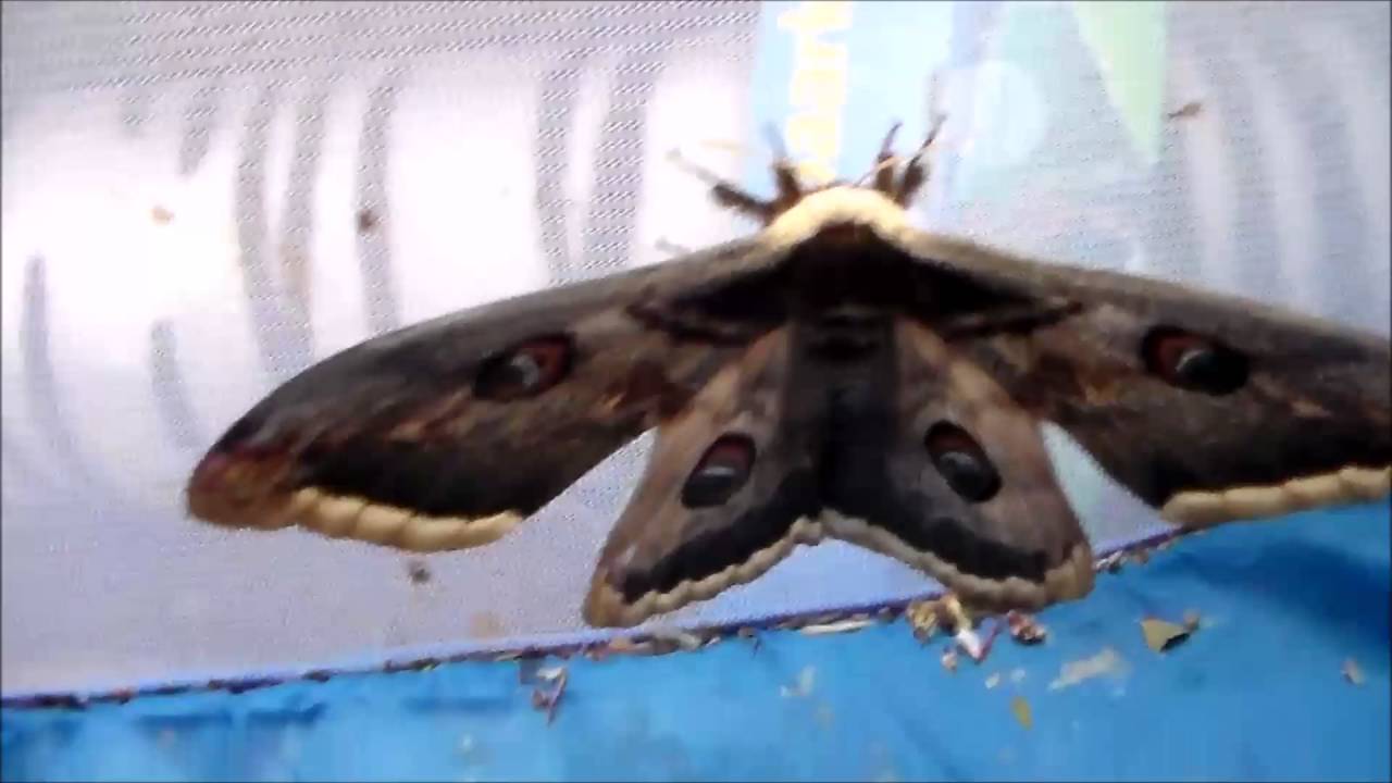 Saturniidae showcase (moths)
