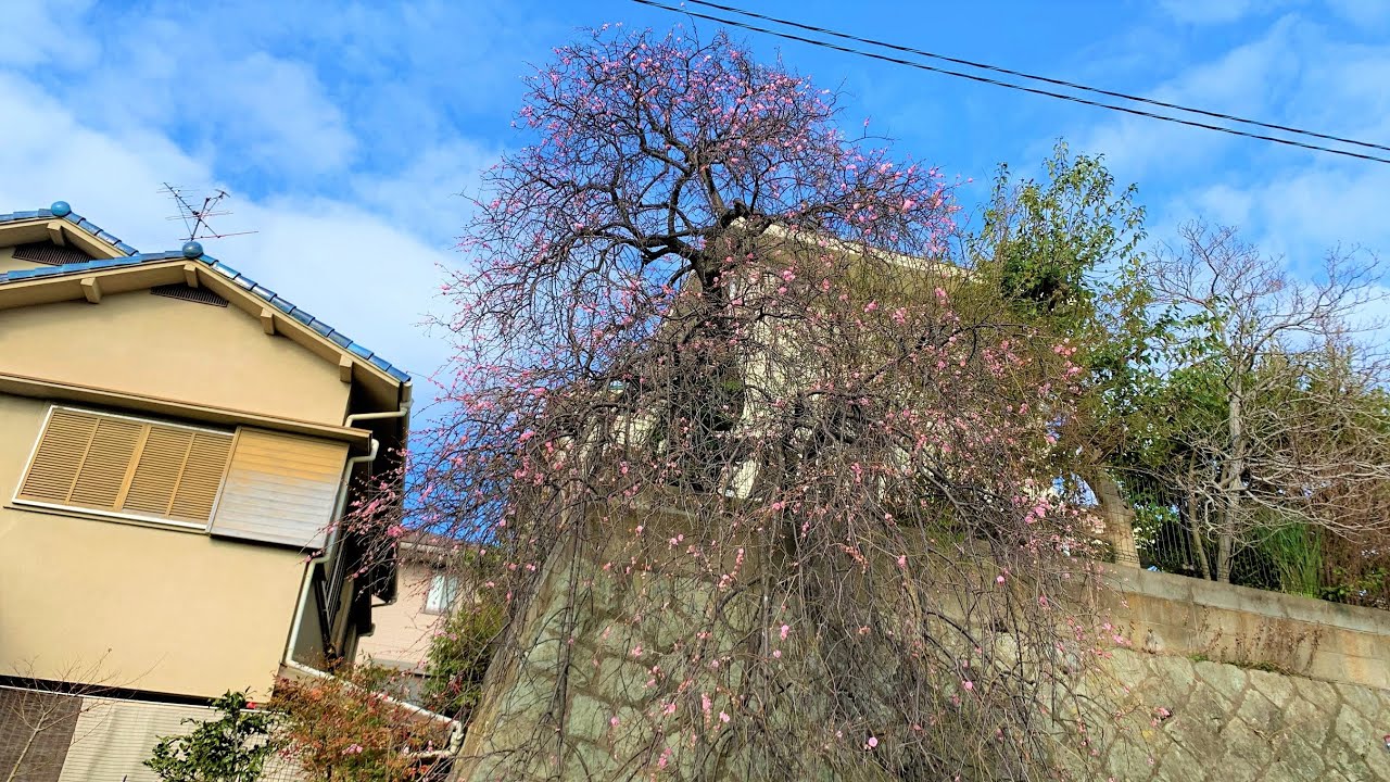 電動剪定鋏で枝垂れ梅の剪定♪