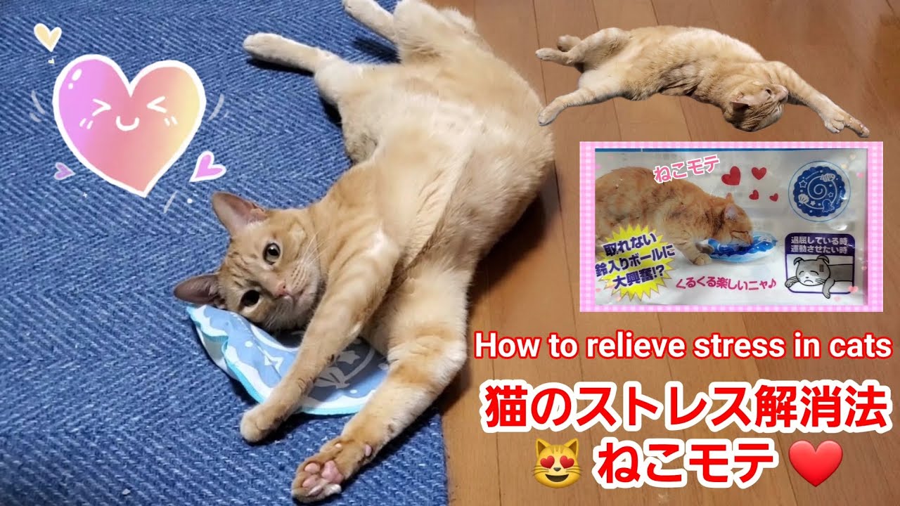 むぎっちゅ☆猫のストレス解消法😻ねこモテ❤☆