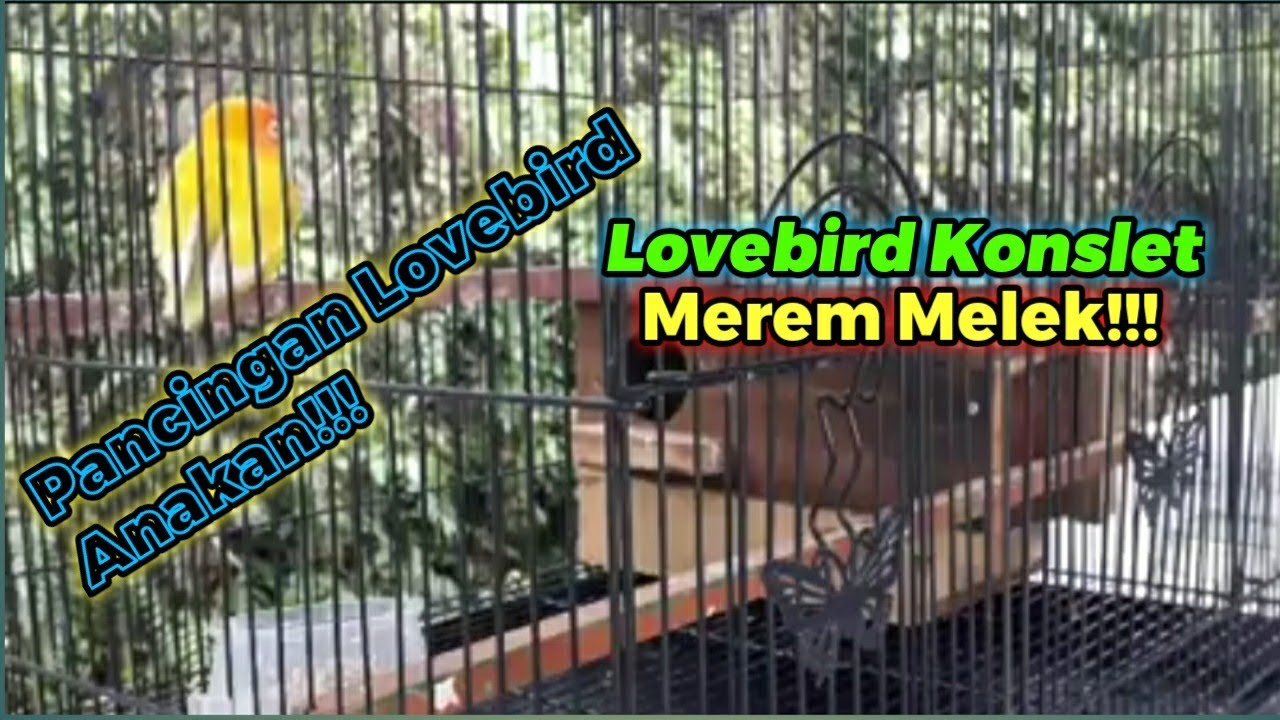 Pancingan lovebird anakan agar ngekek Ampuh 100%