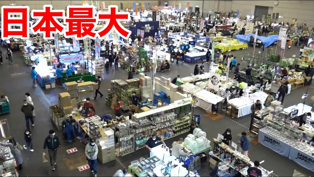 半年に一度行われる日本最大の爬虫類イベントで日本初入荷の激レア生物と遭遇！