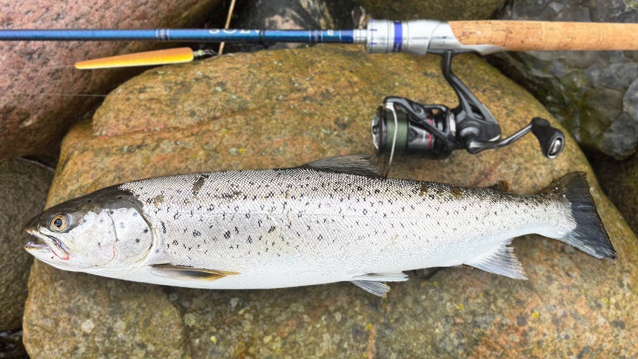 Catching Silver Sea Trouts
