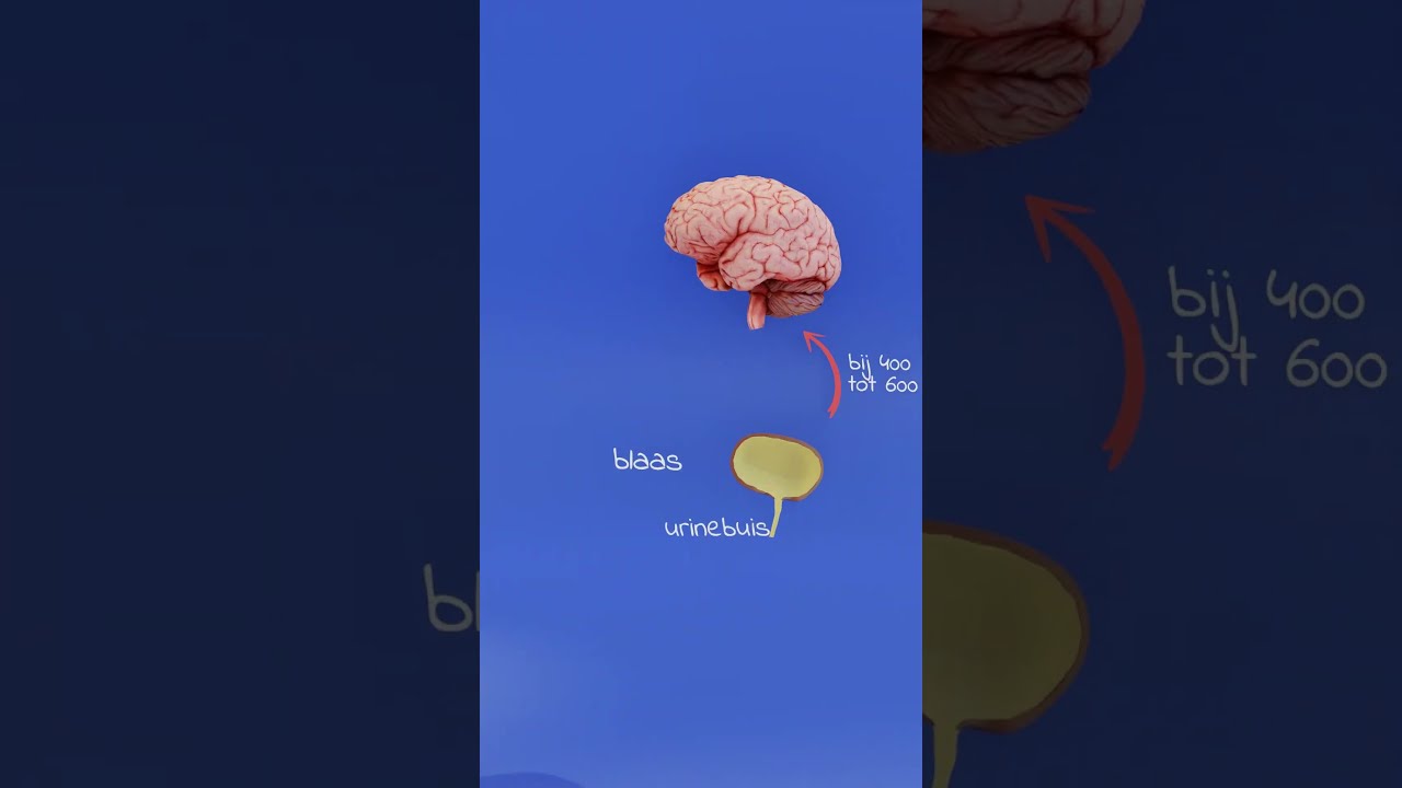 Wanneer is je blaas vol? Hoe weet je of je blaas vol is?  #fysiologie #anatomie #biologie #blaas
