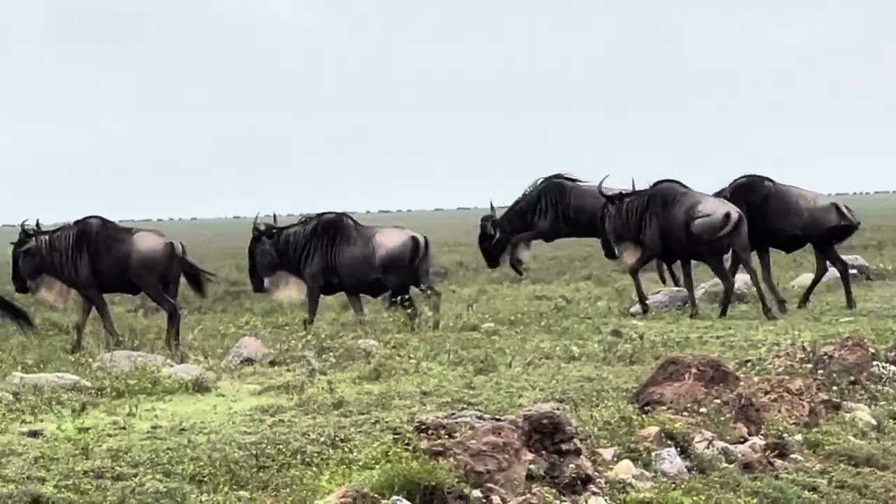 The great migration by Habitat Adventure Travel
